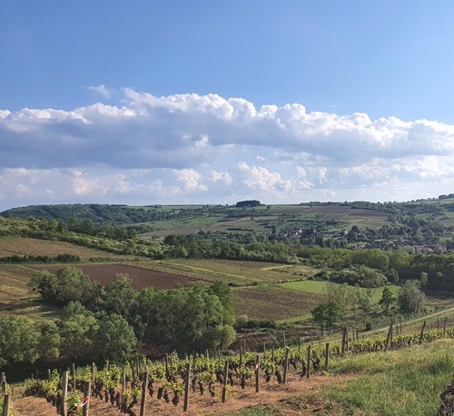 Paysage campagne bourguignonne vignes