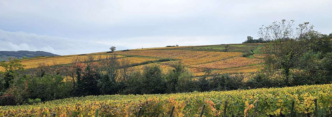 paysage bourguignon vignes et champs