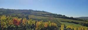 vignes paysage le Vigneron