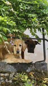 Pet-friendly au gîte le Vigneron